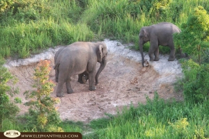 Elephant Conservation Project Elephant Conservation Project