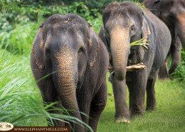 Elephants in their free roaming pens