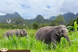 NEWS - Elephants in Thailand