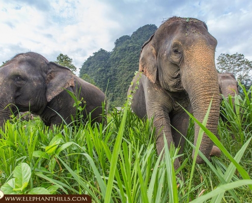 Elephant welfare Living close to their natural surrounding