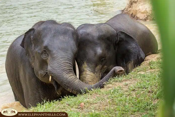 The Elephant Hills Thailand family includes 12 amazing elephant ladies, who love each other