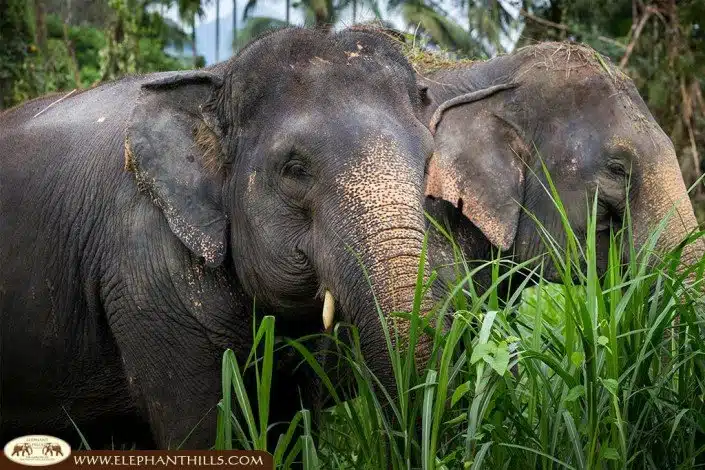 Elephant conservation at Elephant Hills Thailand, Khao Sok National Park