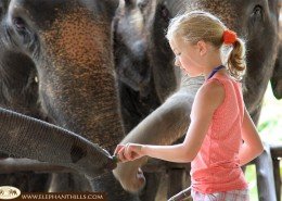 Especially our younger guests enjoy feeding the Asian Elephants at Elephant Hills Thailand
