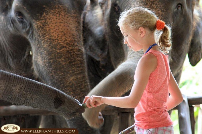Especially our younger guests enjoy feeding the Asian Elephants at Elephant Hills Thailand
