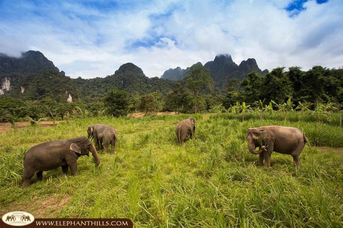 Free roaming to pick their own elephant food such as banagras