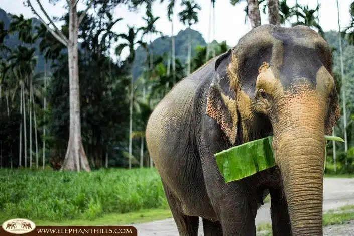 Besides Fruits, sugar cane and banagras our elephant ladies like banana leaf