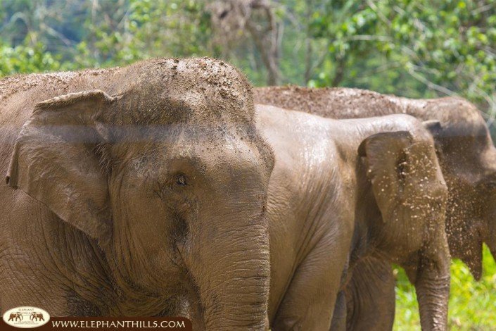 Mud protect the elephant skin from the strong Thai sun and mosquitos