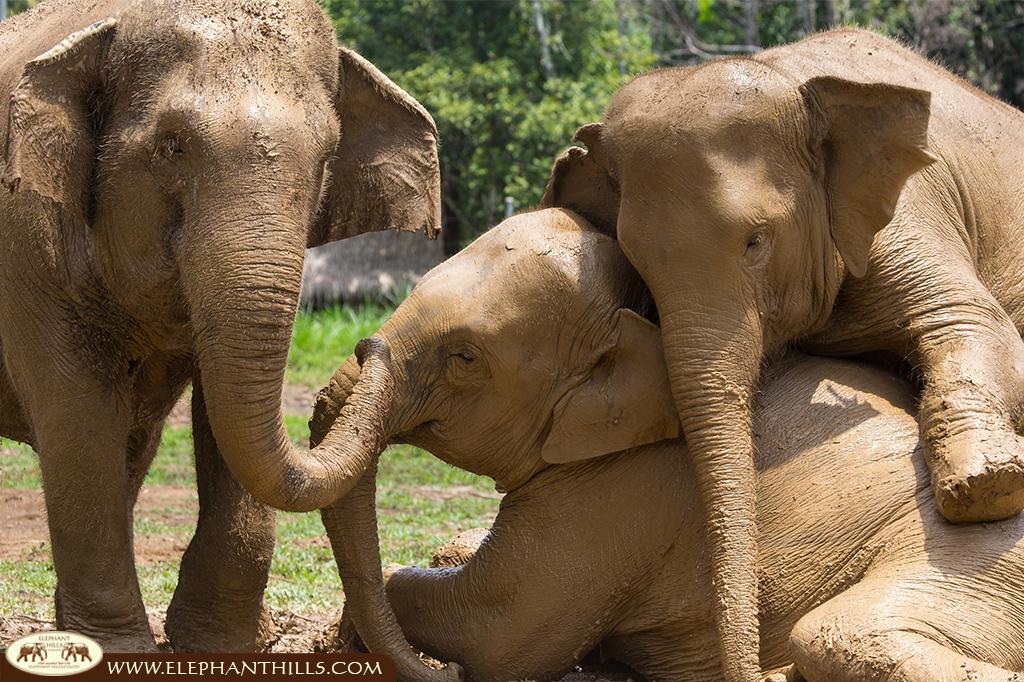 Muddy elephants enjoying the sunshine in chain-free park at Elephant Hills, Khao Sok