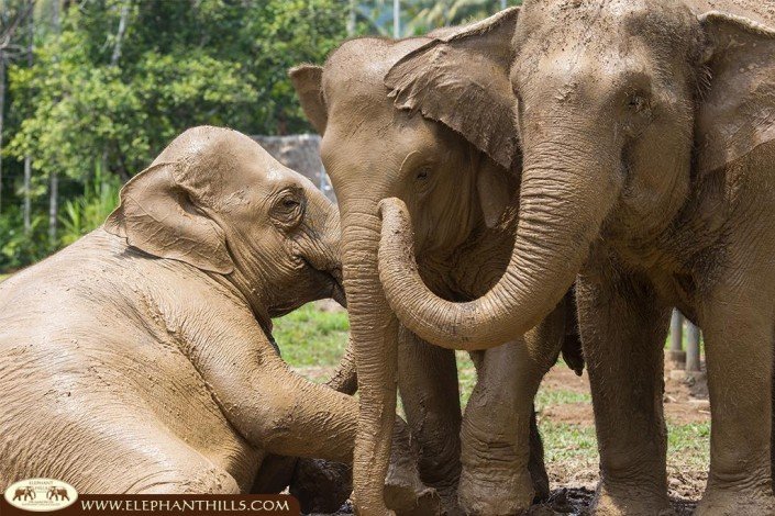 Like children, our elephants love to play in the mud