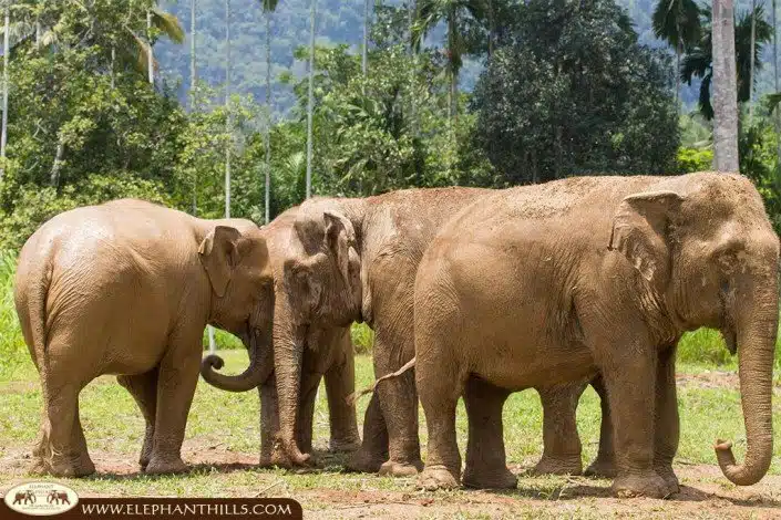 Part of the happy Elephant Hills elephant family