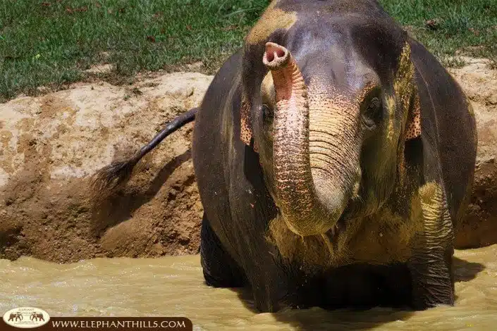 Splashing in the elephant pool