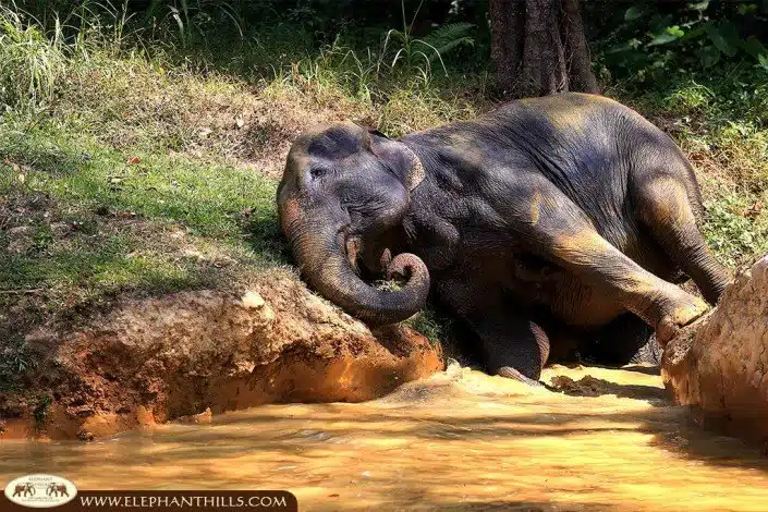 Scrubbing in the elephant pool