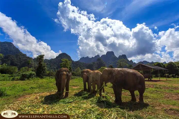 Elephant Hills Thailand hosts elephants in a large enclosure