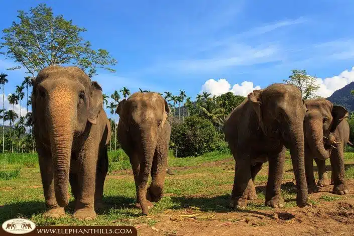 Our free roaming elephants love running around
