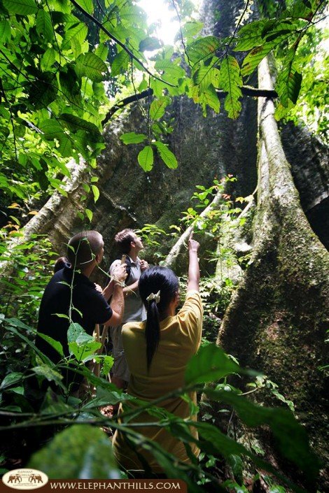 Guided tours to learn as much as possible about Southern Thailand's rainforest