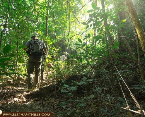 Guided jungle trekking with a personal ranger to be on hand