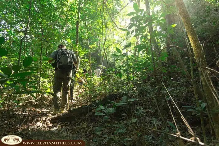 Guided jungle trekking with a personal ranger to be on hand