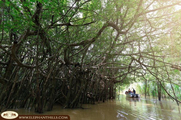 Capturing extraordinary pictures of Mangrove trees, Banyan trees, palms