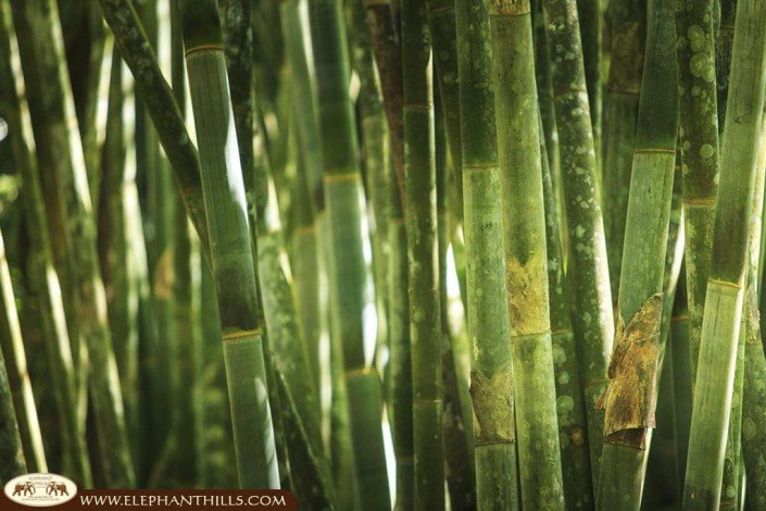 Giant Bamboo in Southern Thailand's rainforest