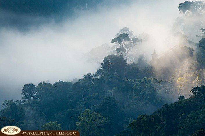 Rising mist above the rainforest trees