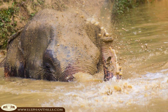Elephant bath makes our elephants happy