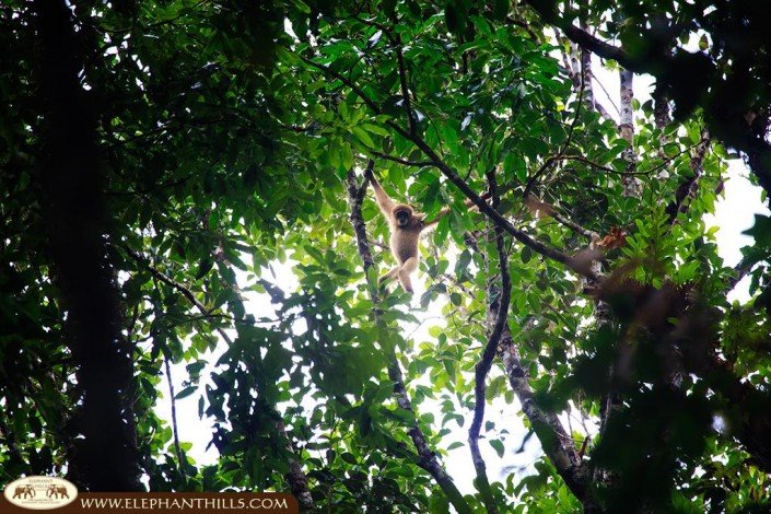 White-handed Gibbon climbing the trees in Khao Sok National Park, Thailand