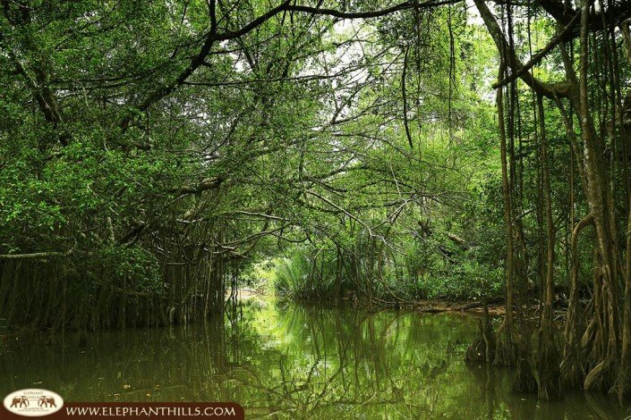 An unspoiled channel of the Mangroves captured at the Elephant Hills Rainforest Nature Safari