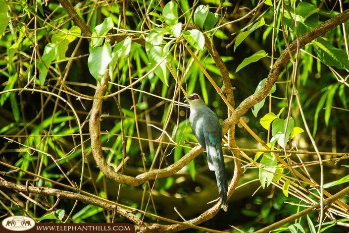 Wildlife and Nature in Khao Sok Photos 23