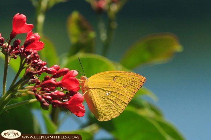 An orange colored Julia butterfly sitting on a flower