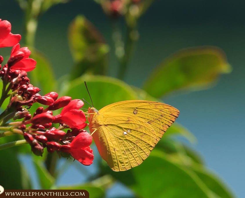 An orange colored Julia butterfly sitting on a flower