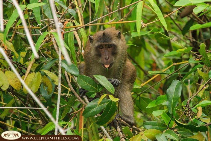 A macaque monkey eating on a tree