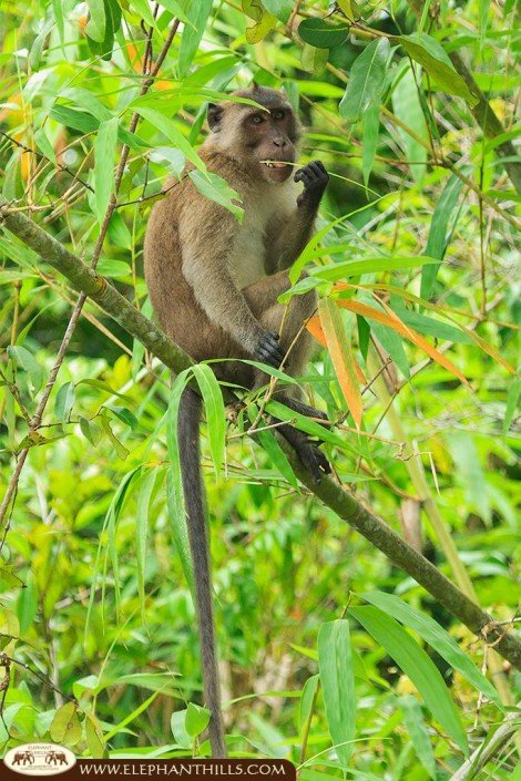 Long-tailed macaque sitting on a think tree trunk