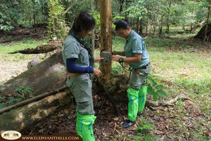 Different camera traps placed in Khao Sok National Park to capture rare wildlife