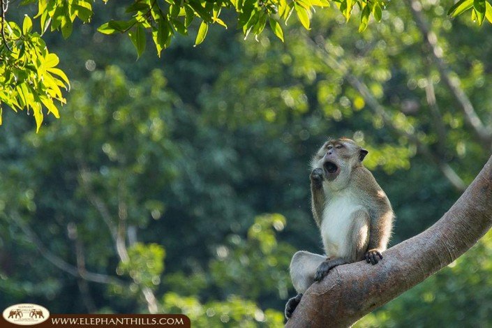 Yawing short-tailed macaque