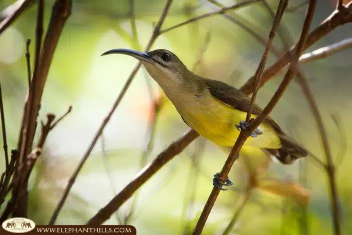 Little spiderhunter sitting on a small branch