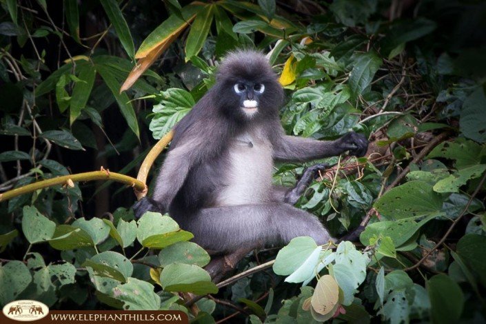 Dusky langur posing in front of the camera