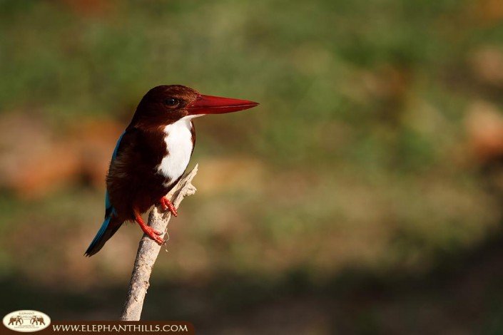 White-throated kingfisher captured on a branch, showing his colorful dark red bill