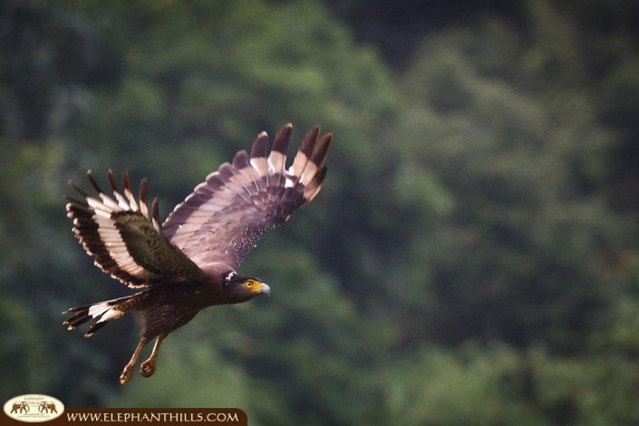 Wildlife and Nature in Khao Sok Photos 22