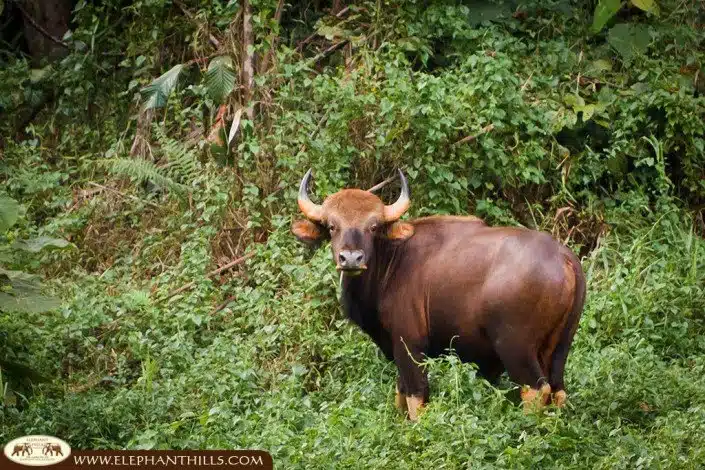 A gaur grazing on the opposite lakeside of the floating Rainforest Camp