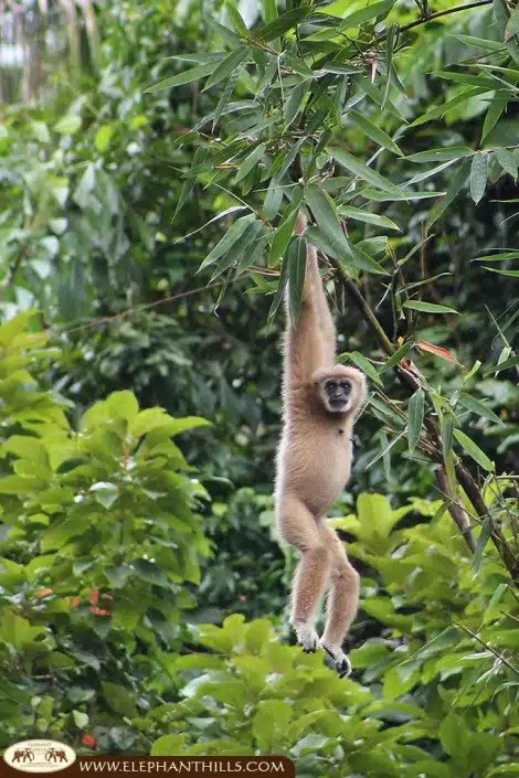 A white-handed gibbon hanging in a tree behind the Rainforest Camp