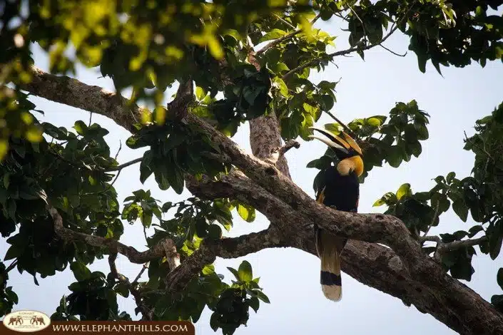 A great picture of a great hornbill sitting high up in the trees
