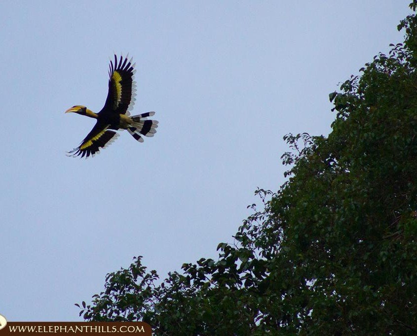 A flying great hornbill which perfectly shows the wingspan of this bird and the size of the bird