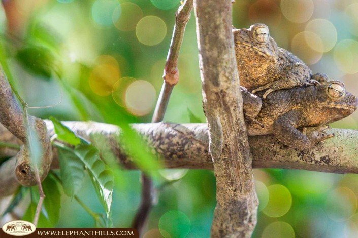 Two toads cuddling and sleeping on a tree at Sok river