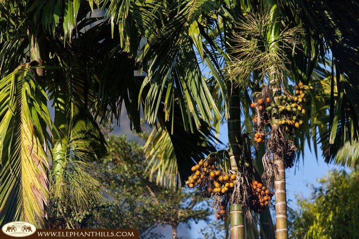 Showing the fruits of the Areca tree, the betle nuts