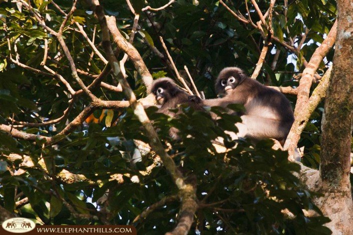 Two dusky langurs sitting high up in the crown of a tree