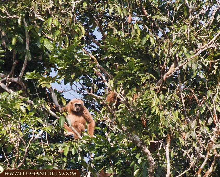 White-handed gibbon family spotted while kayaking
