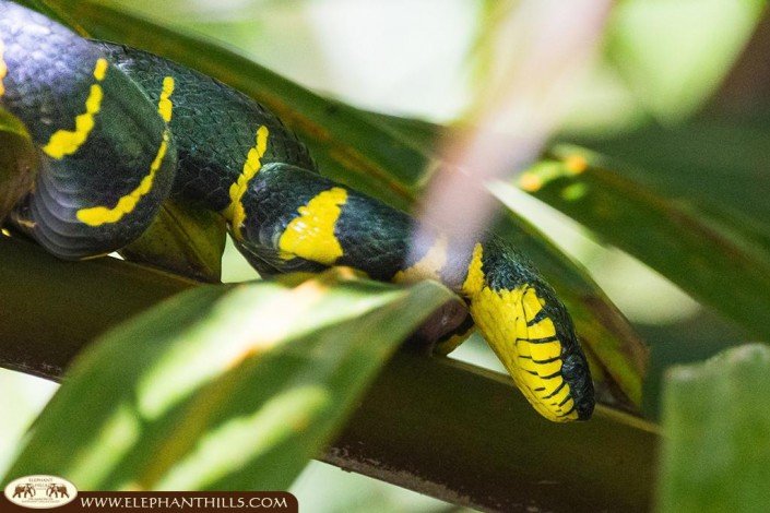 Close shot of the mangrove snake or gold-ringed cat snake. It is black with thin yellow bands