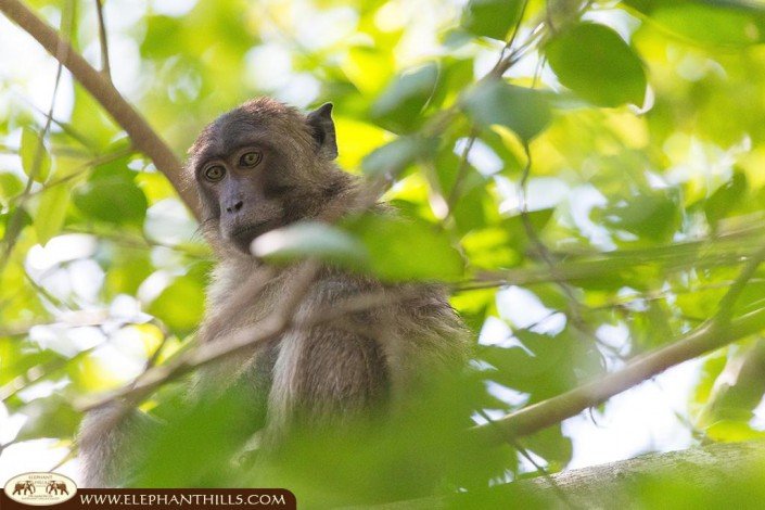 You can see a male of the macaque monkey sitting in the trees staring at something further down