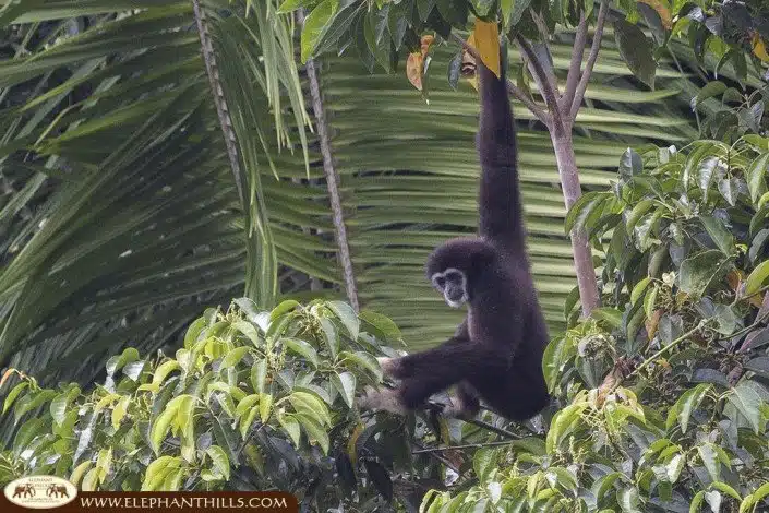 A black-crested gibbon ape is hanging from a branch grabing it with just one arm