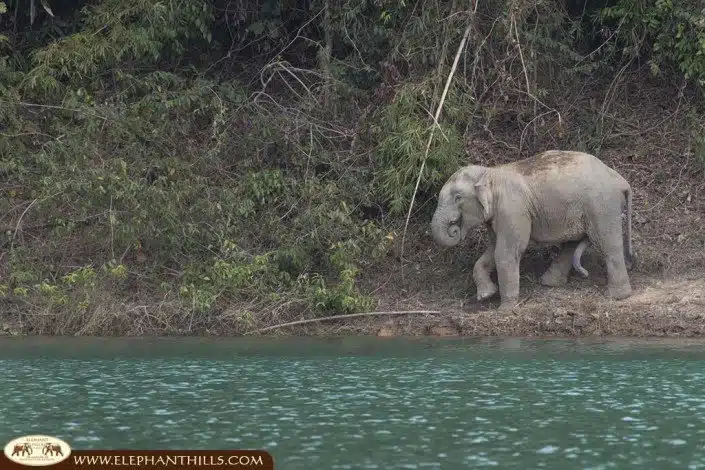 A wild asian bull-elephant passing the lakeside